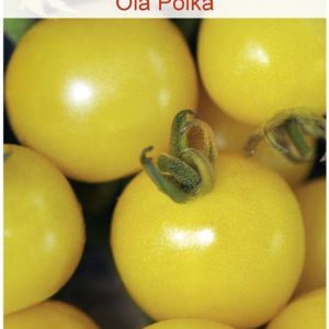 Pomidor Gruntowy Karłowy Ola Polka Nasiona Tradycyjne 0.5G W. Legutko