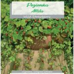 Poziomka Atilla 0,1G