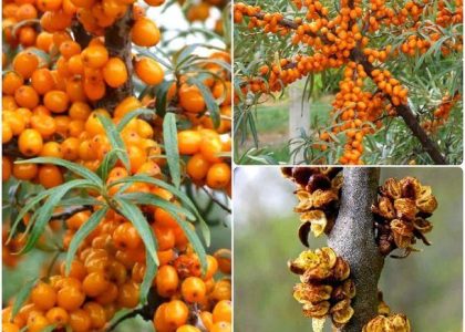 Rokitnik Pakiet N1 Botaniczeskaja Moskwiczka Męski 1L