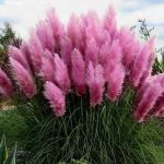 Różowa Trawa Pampasowa Sadzonka Cortaderia