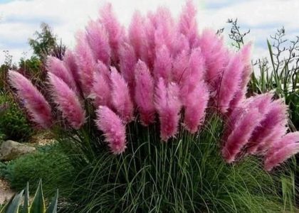 Różowa Trawa Pampasowa Sadzonka Cortaderia