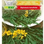 Rukola Dzika Nasiona Warzyw 1G Toraf