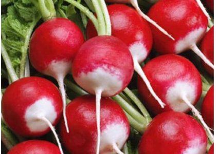 Rzodkiewka Szkarłatna Białym Koń Okrągła 10,00G
