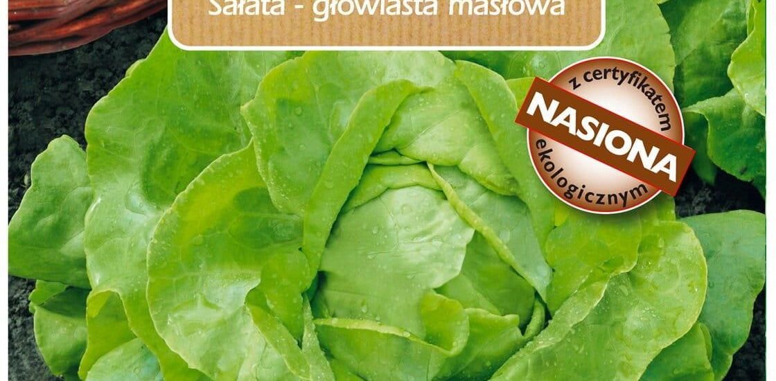 Sałata Masłowa Bio