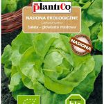 Sałata Masłowa Bio