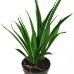 Sansevieria Kirkii Sansewieria Wężownica P12