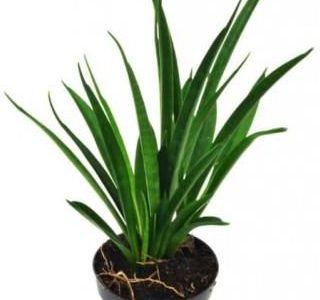 Sansevieria Kirkii Sansewieria Wężownica P12