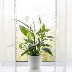 Skrzydłokwiat Spathiphyllum Alana P9