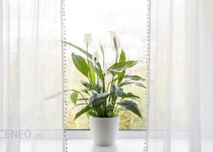 Skrzydłokwiat Spathiphyllum Alana P9