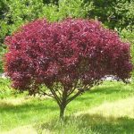 ŚLIWA DZIECIĘCA – PRUNUS CISTENA