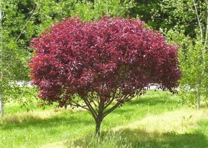 ŚLIWA DZIECIĘCA – PRUNUS CISTENA