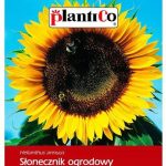 Słonecznik Nasiona