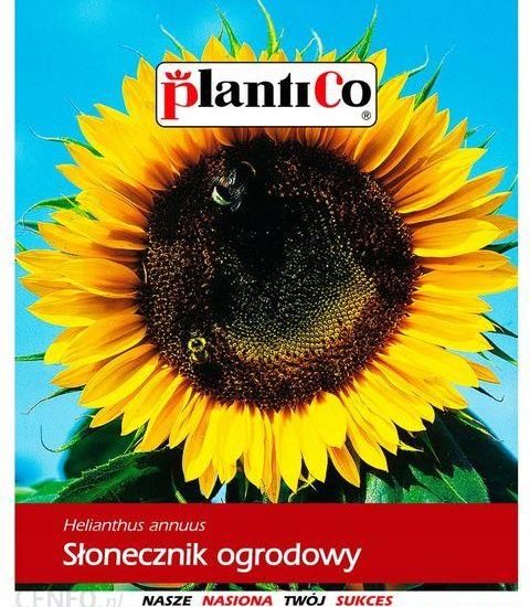 Słonecznik Nasiona
