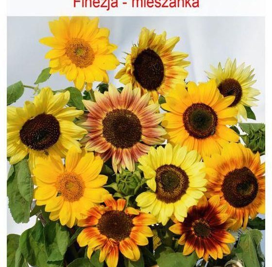 Słonecznik Ozdobny Finezja Nasiona Tradycyjne 2G