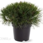 Sosna Górska Kosodrzewina Mughus Sadzonka 30cm