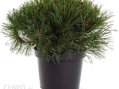 Sosna Górska Kosodrzewina Mughus Sadzonka 30cm