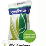 SY Amfora