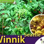 Sz. Marczynski, Piotrowski Winnik Tojadowaty Seattle (Ampelopsis Aconitifolia) Sadzonka