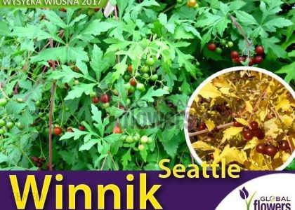 Sz. Marczynski, Piotrowski Winnik Tojadowaty Seattle (Ampelopsis Aconitifolia) Sadzonka