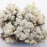 Tajemniczy Ogród Mech Chrobotek 250G Naturalny (6384564)