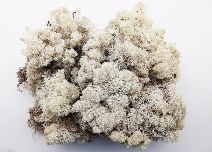 Tajemniczy Ogród Mech Chrobotek 250G Naturalny (6384564)