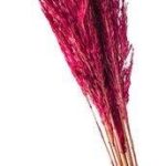 Tajemniczy Ogród Trawa Plume 8090Cm 1214Szt Burgundowa 70G