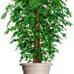 Vidaxl Podstawki Pod Donicę Z Kółkami 2 Szt. 40 Cm Czarne 275kg