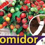 W.Legutko Pomidor Cherry Maskotka Koktajlowy Na Taśmie