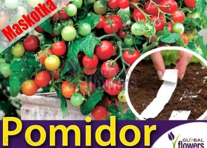 W.Legutko Pomidor Cherry Maskotka Koktajlowy Na Taśmie