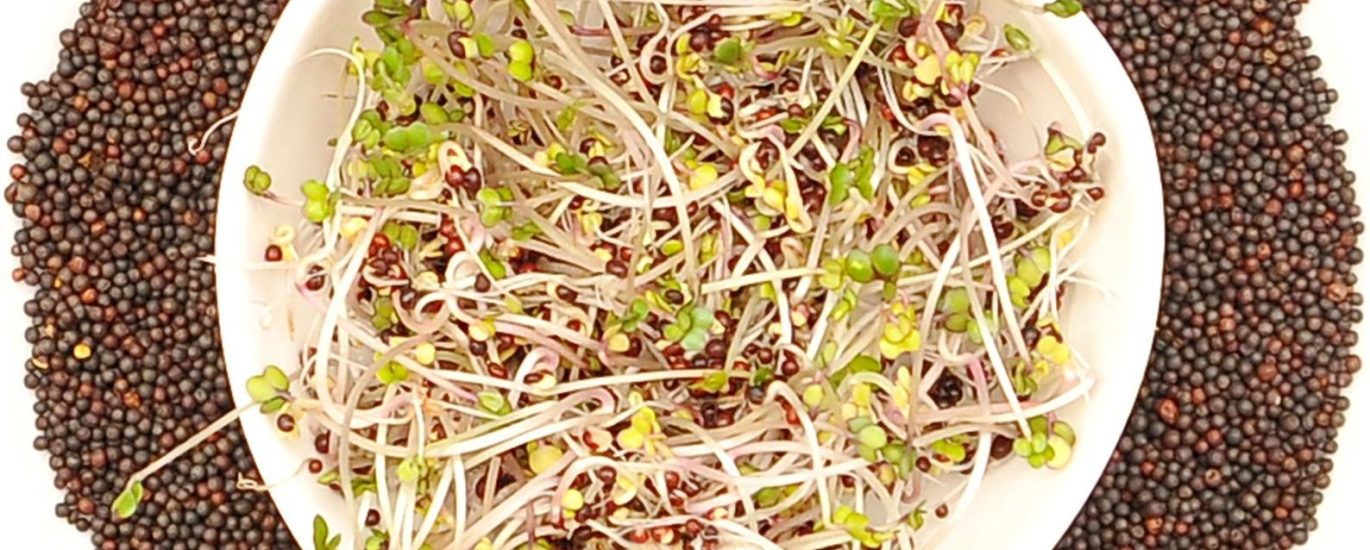 Winoszarnia Kiełki Jarmuż Czerwony 100g