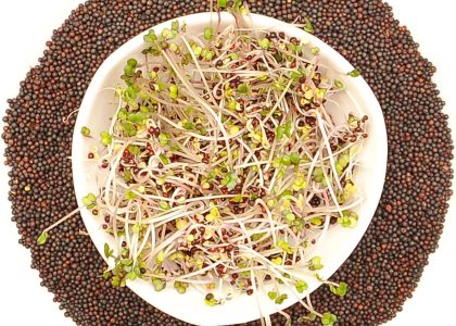 Winoszarnia Kiełki Jarmuż Czerwony 100g