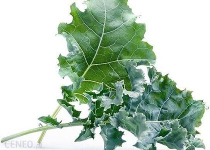 WKŁAD NASIENNY LINGOT WARZYWA LIŚCIOWE JARMUŻ