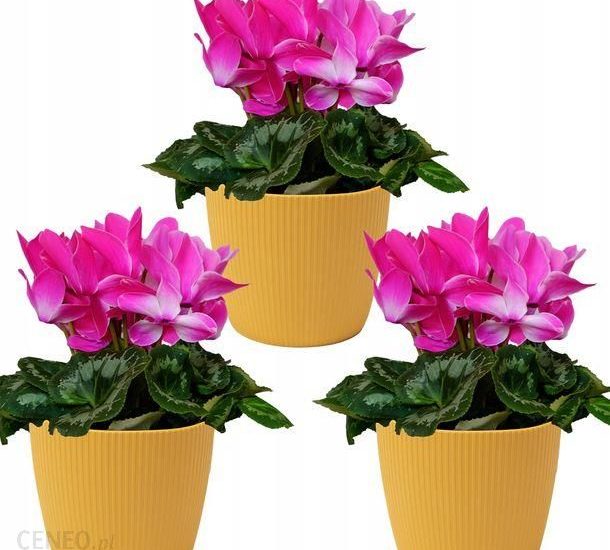 Zestaw 3X Osłonka-Doniczka Misa Dom Ogród 14cm