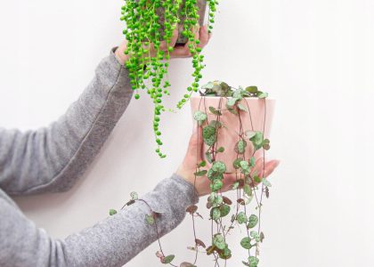 Zestaw Senecio Sznur Pereł + Serca Ceropegia 2szt.